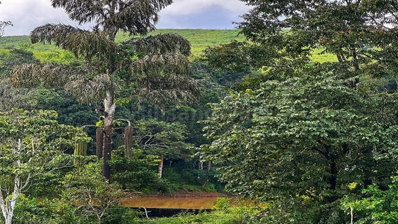 ₹11 Cr&nbsp;|&nbsp;5.5 acres cardamom estate for sale  in sathram, vandiperiyar idukki