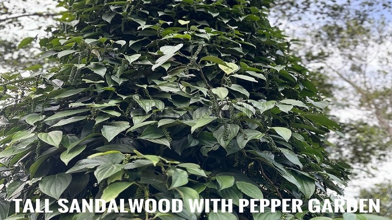 ₹11 Cr&nbsp;|&nbsp;5.5 acres cardamom estate for sale  in sathram, vandiperiyar idukki