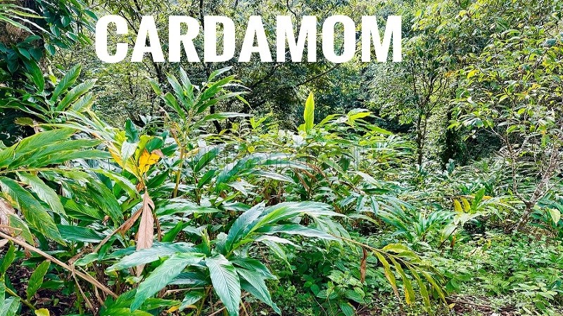 ₹11 Cr&nbsp;|&nbsp;5.5 acres cardamom estate for sale  in sathram, vandiperiyar idukki