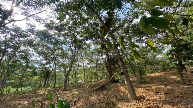 ₹28.70 Lac&nbsp;|&nbsp;82 cents residential plot for sale  in mananthavady wayanad