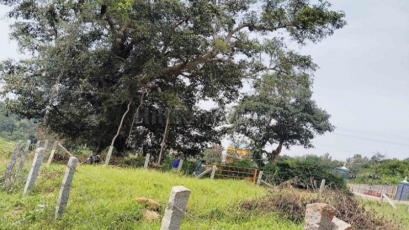 ₹24.07 Lac | 1852 sq.ft. residential plot for sale in athanavur yelagiri