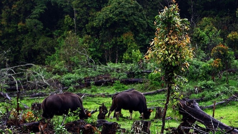 ₹2.75 Cr&nbsp;|&nbsp;231 cents commerical land for sale  in vattavada idukki