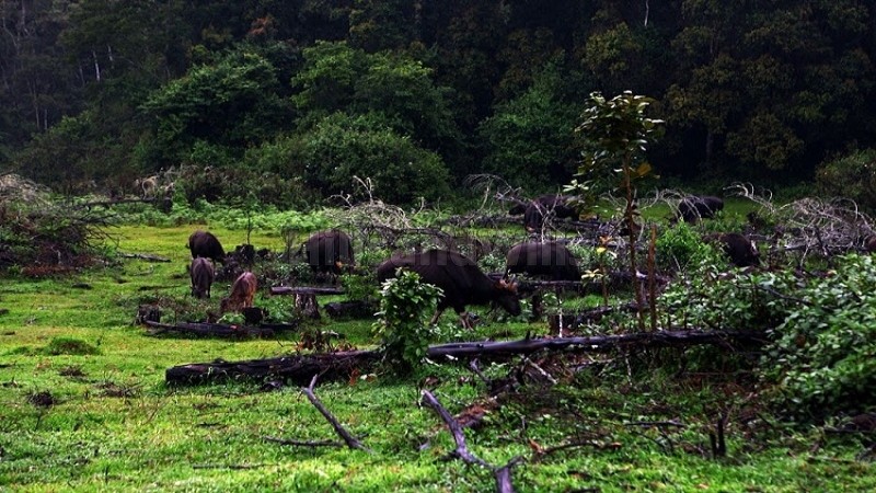 ₹2.75 Cr&nbsp;|&nbsp;231 cents commerical land for sale  in vattavada idukki