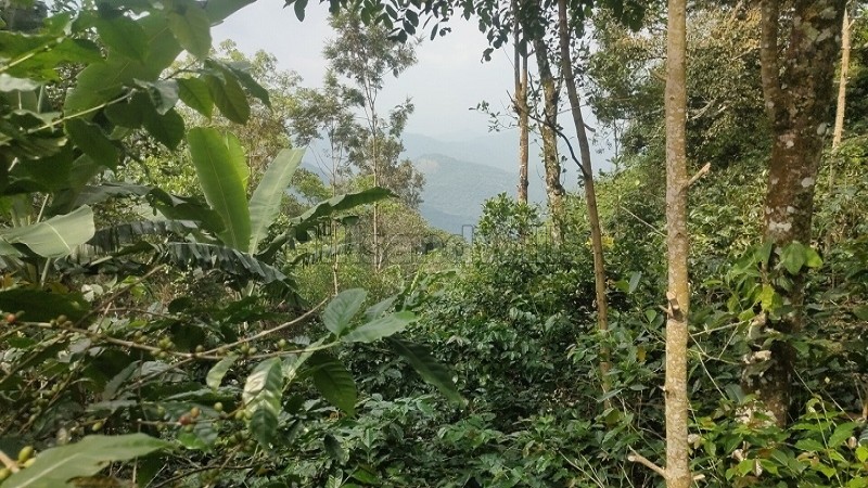 ₹50 Lac&nbsp;|&nbsp;2 acres agriculture land for sale  in pachalur kodaikanal