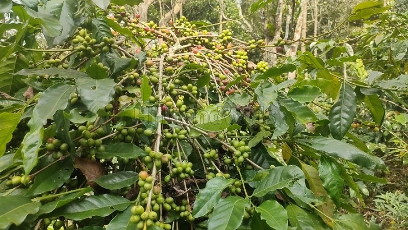 ₹50 Lac&nbsp;|&nbsp;2 acres agriculture land for sale  in pachalur kodaikanal