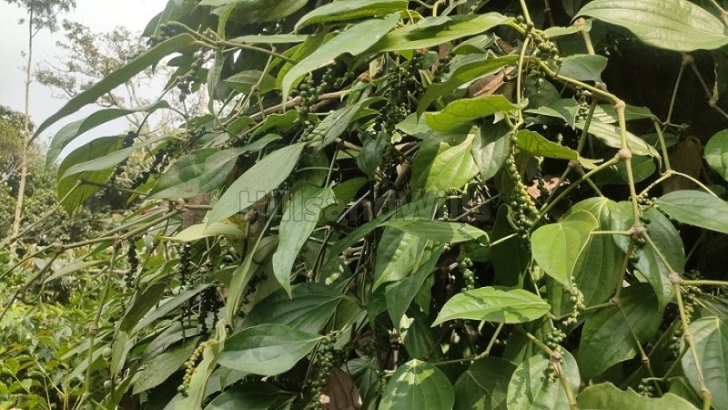 ₹50 Lac&nbsp;|&nbsp;2 acres agriculture land for sale  in pachalur kodaikanal