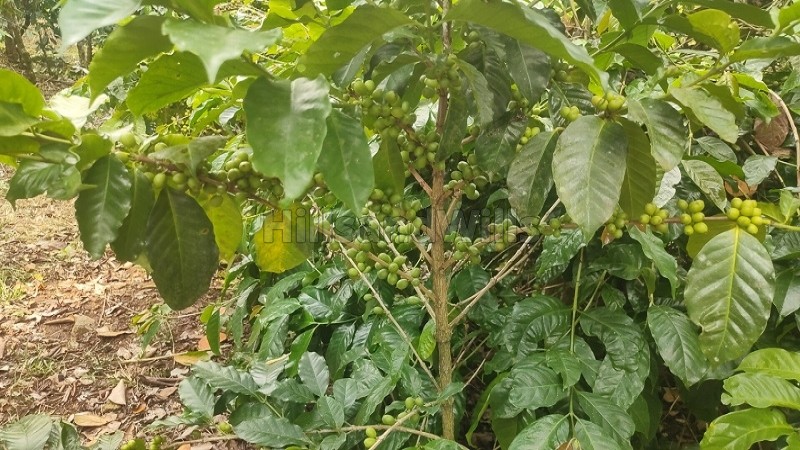 ₹50 Lac&nbsp;|&nbsp;2 acres agriculture land for sale  in pachalur kodaikanal