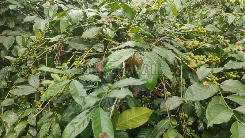 ₹50 Lac&nbsp;|&nbsp;2 acres agriculture land for sale  in pachalur kodaikanal