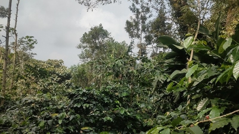 ₹50 Lac&nbsp;|&nbsp;2 acres agriculture land for sale  in pachalur kodaikanal