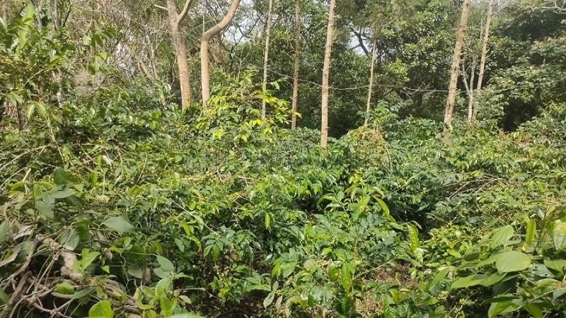 ₹50 Lac&nbsp;|&nbsp;2 acres agriculture land for sale  in pachalur kodaikanal