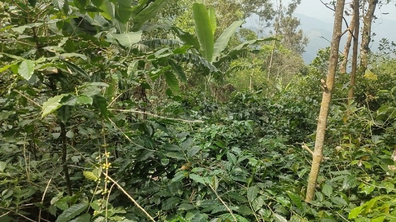 ₹50 Lac&nbsp;|&nbsp;2 acres agriculture land for sale  in pachalur kodaikanal