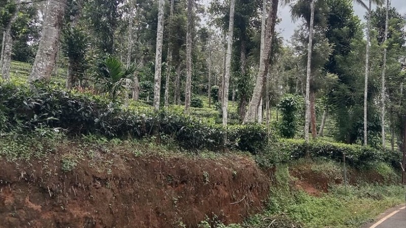 ₹20 Lac&nbsp;|&nbsp;1 acres tea estate for sale  in muthirakolly, bitherkad gudalur