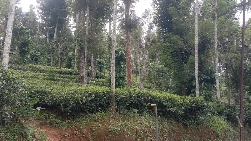 ₹20 Lac&nbsp;|&nbsp;1 acres tea estate for sale  in muthirakolly, bitherkad gudalur