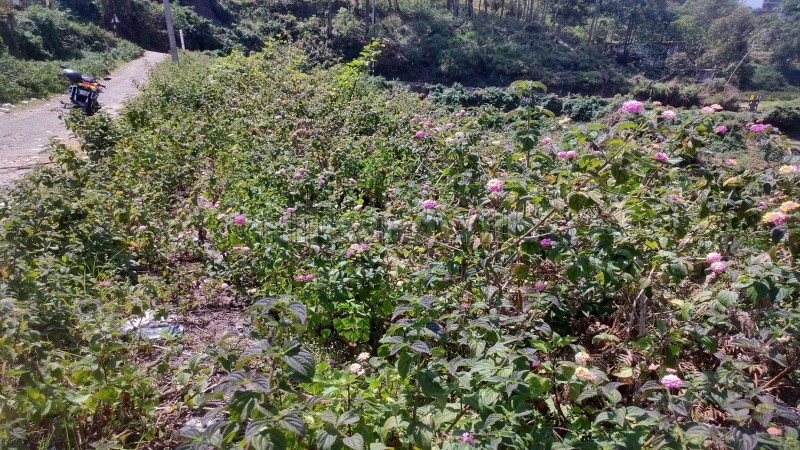 ₹71.50 Lac&nbsp;|&nbsp;13 cents residential plot for sale  in vilpatti kodaikanal