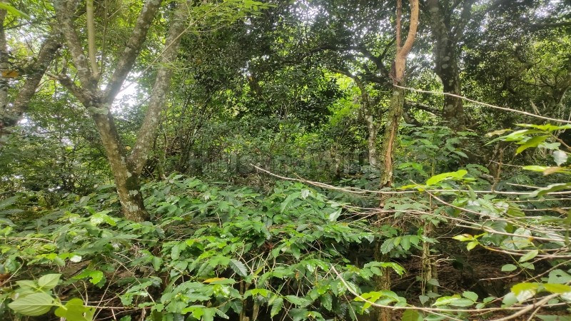 ₹50 Lac&nbsp;|&nbsp;1.6 acres agriculture land for sale  in solaikadu kodaikanal