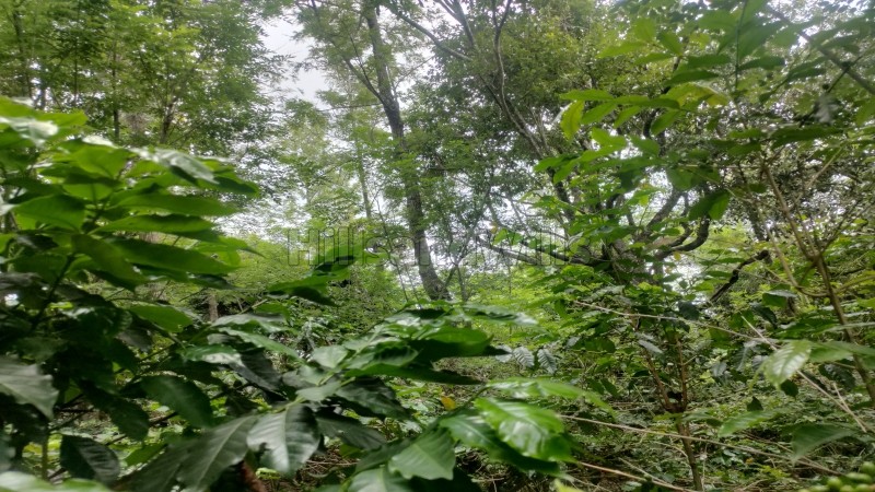 ₹50 Lac&nbsp;|&nbsp;1.6 acres agriculture land for sale  in solaikadu kodaikanal