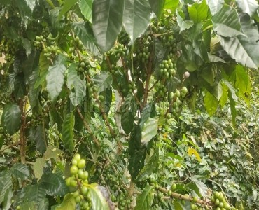 3.5 acres agriculture land for sale in pullaveli to kc patti main road, kodaikanal 3.5 acres agriculture land for sale in pullaveli to kc patti main road, kodaikanal