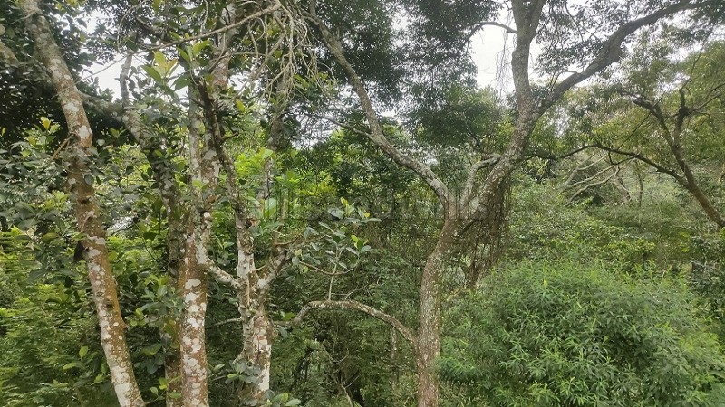 ₹80.50 Lac&nbsp;|&nbsp;3.5 acres agriculture land for sale  in pullaveli to kc patti main road, kodaikanal