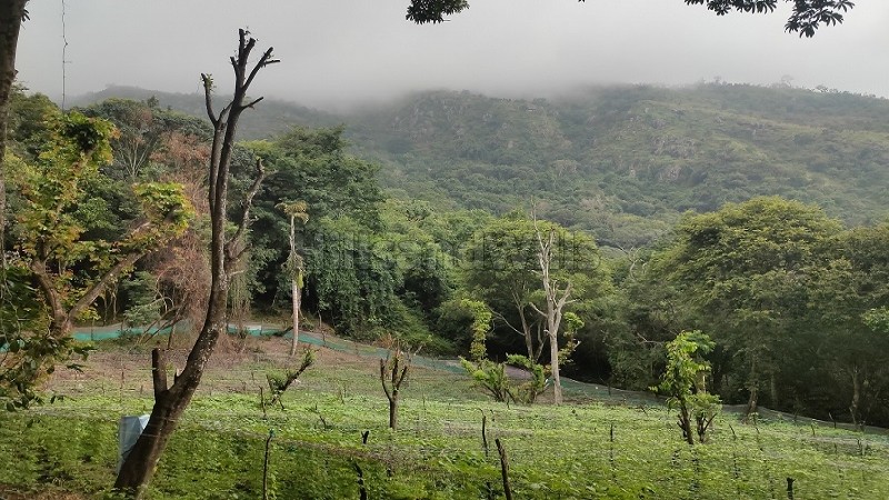 ₹1.19 Cr&nbsp;|&nbsp;7 acres  agriculture land with waterfalls for sale  in pachalur kodaikanal