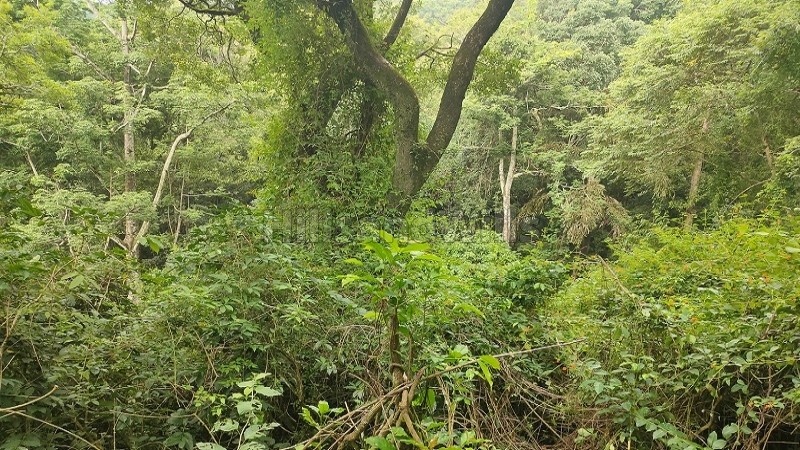 ₹1.19 Cr&nbsp;|&nbsp;7 acres  agriculture land with waterfalls for sale  in pachalur kodaikanal