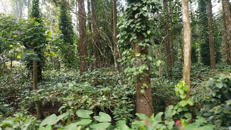 ₹15 Cr&nbsp;|&nbsp;10 acres coffee estate for sale  in pattipadi yercaud