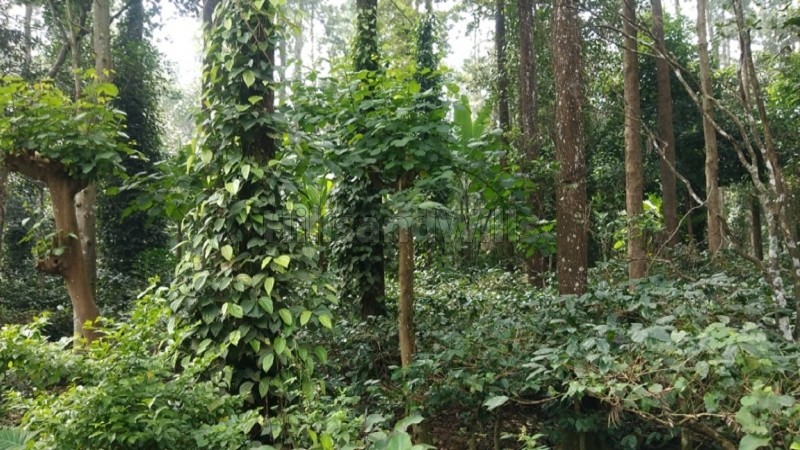 ₹15 Cr&nbsp;|&nbsp;10 acres coffee estate for sale  in pattipadi yercaud
