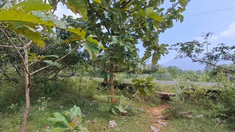 ₹15 Lac&nbsp;|&nbsp;25 cents agriculture land for sale  in kumbakarai falls, kodaikanal foothills 
