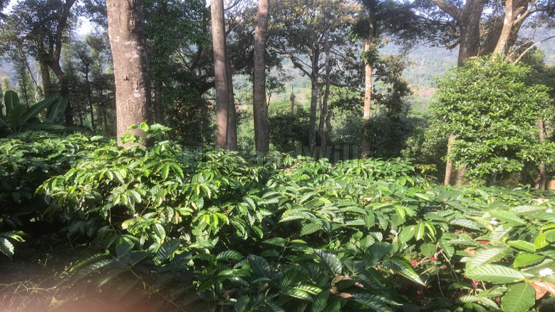 ₹4.40 Cr&nbsp;|&nbsp;14.5 acres coffee estate with bungalow for sale  in madikeri coorg