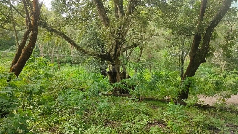 ₹39.10 Lac&nbsp;|&nbsp;23 cents agriculture land for sale  in oothu kodaikanal