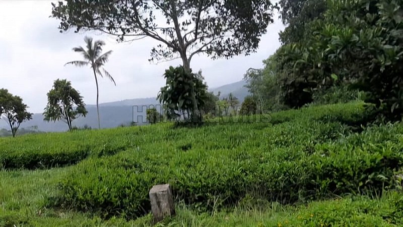 ₹1.80 Cr | 2.41 acres tea estate for sale in calvary mount idukki