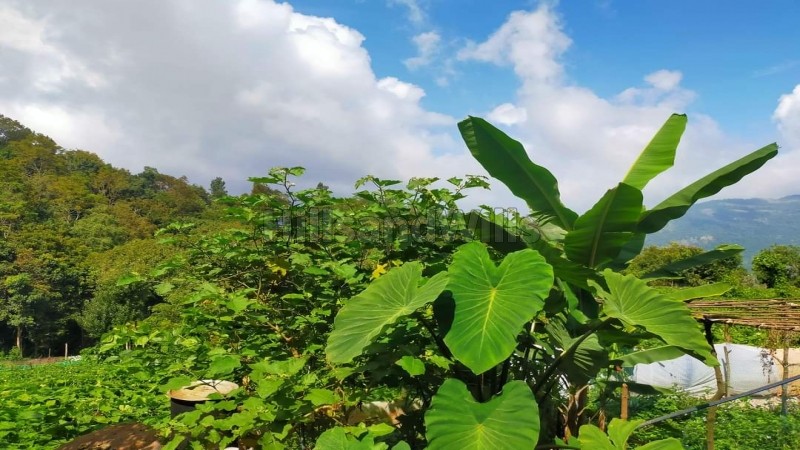 ₹4.56 Cr&nbsp;|&nbsp;24 acres agriculture land for sale  in vadakaunji kodaikanal