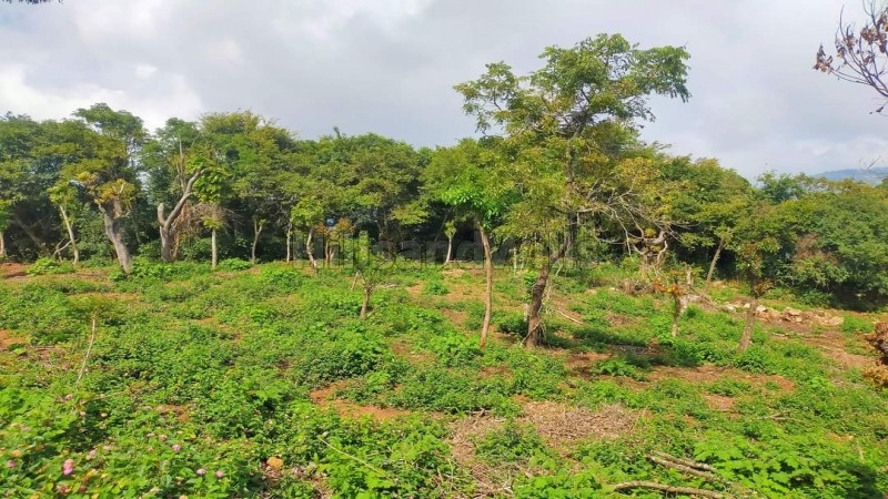 ₹4.56 Cr&nbsp;|&nbsp;24 acres agriculture land for sale  in vadakaunji kodaikanal