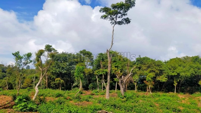 ₹4.56 Cr&nbsp;|&nbsp;24 acres agriculture land for sale  in vadakaunji kodaikanal