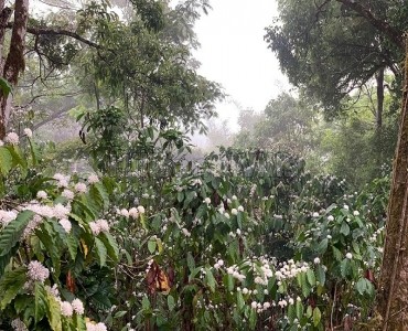 9bhk villa amidst coffee plantation for sale in madikeri coorg 9bhk villa amidst coffee plantation for sale in madikeri coorg