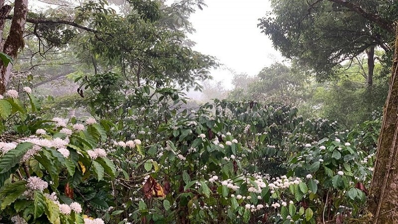 ₹2.40 Cr&nbsp;|&nbsp;9bhk  villa amidst coffee plantation for sale  in madikeri coorg