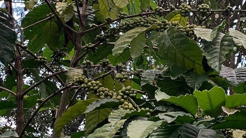 ₹2.40 Cr&nbsp;|&nbsp;9bhk  villa amidst coffee plantation for sale  in madikeri coorg