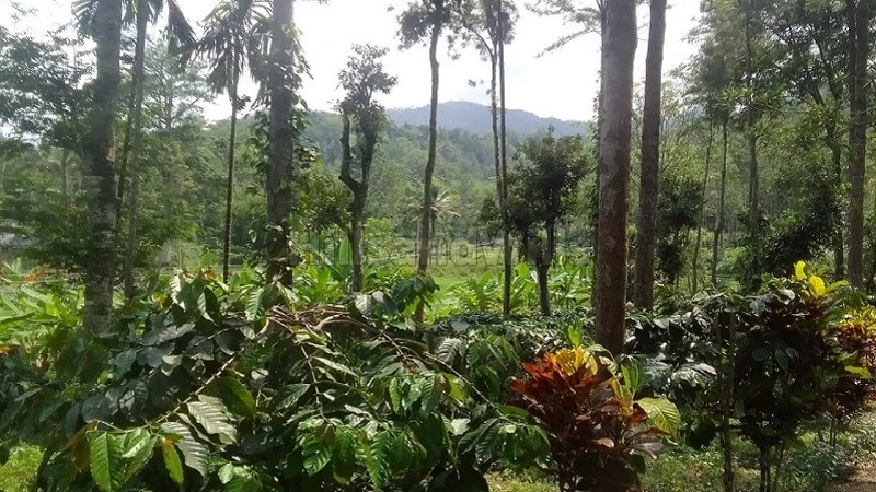₹24 Cr | 9.5 acres tea estate for sale in alakkarai kotagiri