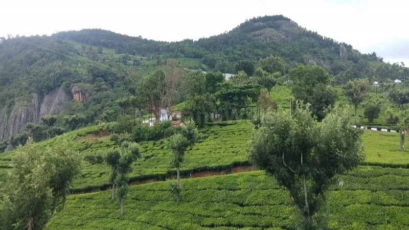 ₹24 Cr | 9.5 acres tea estate for sale in alakkarai kotagiri