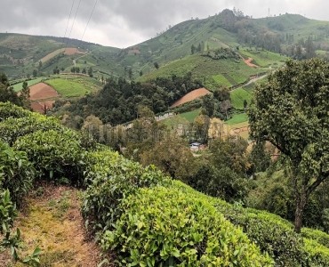 1.5 acres tea estate for sale  in kundha ooty