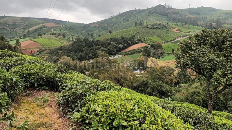 ₹1.50 Cr&nbsp;|&nbsp;1.5 acres tea estate for sale  in kundha ooty