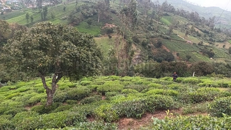 ₹1.50 Cr&nbsp;|&nbsp;1.5 acres tea estate for sale  in kundha ooty