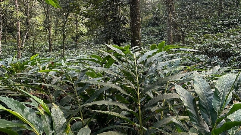 ₹8 Cr&nbsp;|&nbsp;12.48 acres cardamom estate for sale  in vandanmettu idukki