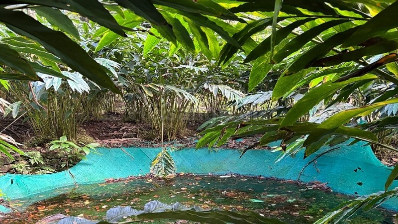 ₹8 Cr&nbsp;|&nbsp;12.48 acres cardamom estate for sale  in vandanmettu idukki