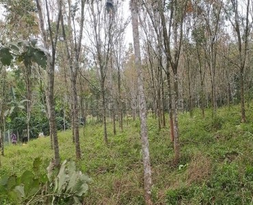 1 acres residential plot for sale in irulam, pulppalli wayanad 1 acres residential plot for sale in irulam, pulppalli wayanad