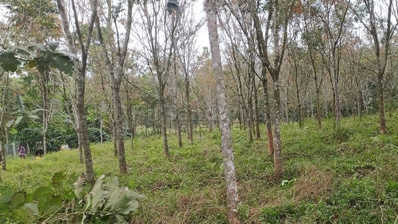 ₹35 Lac | 1 acres residential plot for sale in irulam, pulppalli wayanad