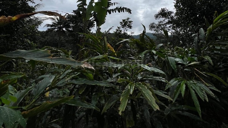 ₹30 Lac&nbsp;|&nbsp;34 cents  cardamom land for sale  in kattapana idukki