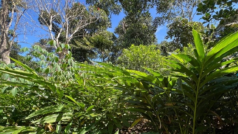 ₹30 Lac&nbsp;|&nbsp;34 cents  cardamom land for sale  in kattapana idukki