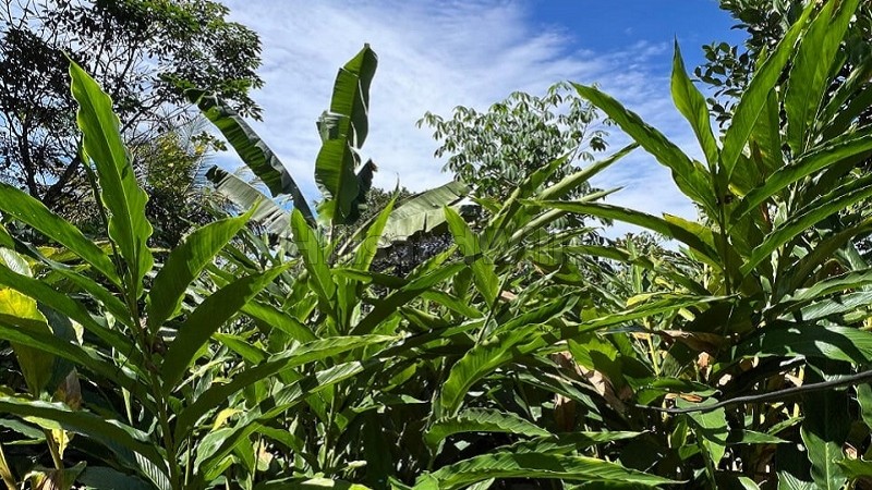 ₹30 Lac&nbsp;|&nbsp;34 cents  cardamom land for sale  in kattapana idukki