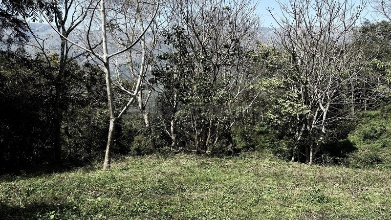 ₹40 Lac&nbsp;|&nbsp;1 acres spice & teak estate for sale  in pallangi kodaikanal