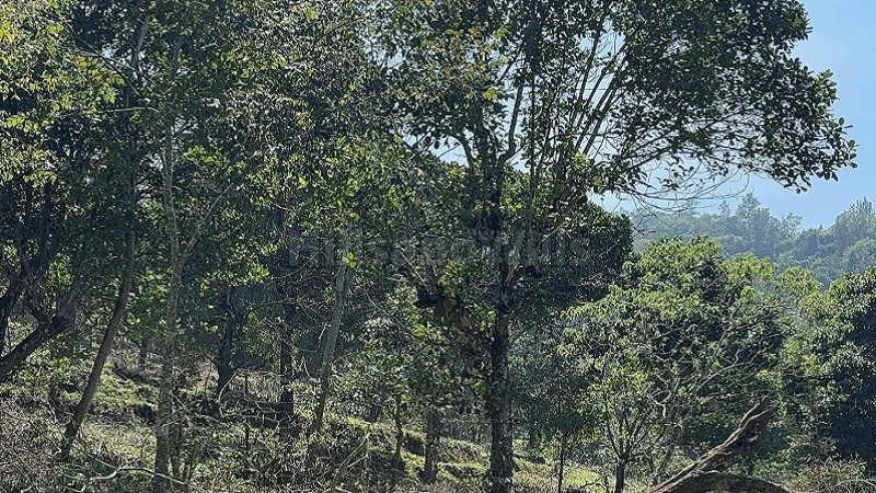 ₹40 Lac&nbsp;|&nbsp;1 acres spice & teak estate for sale  in pallangi kodaikanal